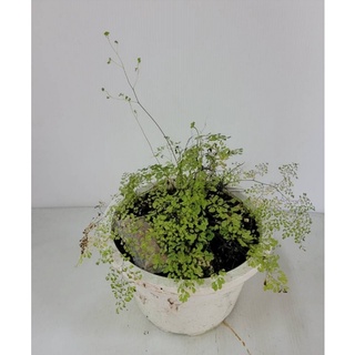 Image of 花囍園_綠化觀賞植物—細葉鐵線蕨--多年生草本植物~淨化空氣/6吋