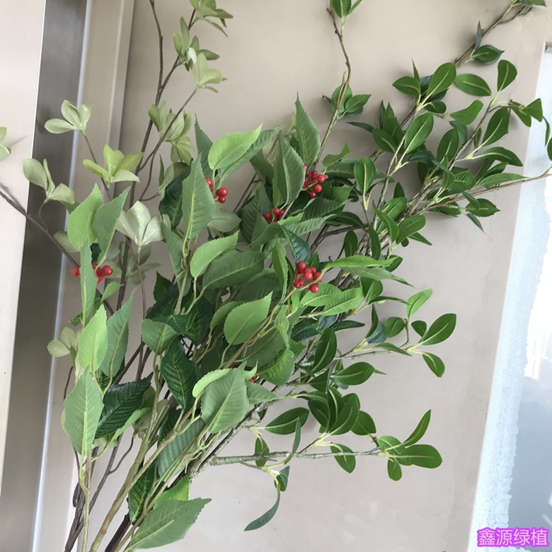 居家装饰 仿真多瓣葉帶果葉子椿樹葉雞蛋花樹葉把束插花素材草籽葉小綠葉 蝦皮購物
