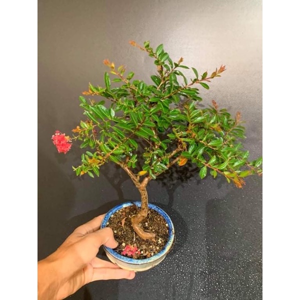 姬百日紅雙色白 粉紅 蝦皮購物