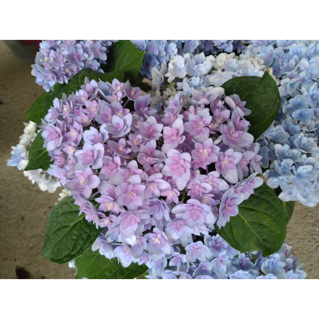 鑽石繡球花 (8吋盆) ❆季節限定盆栽❄全數盛開