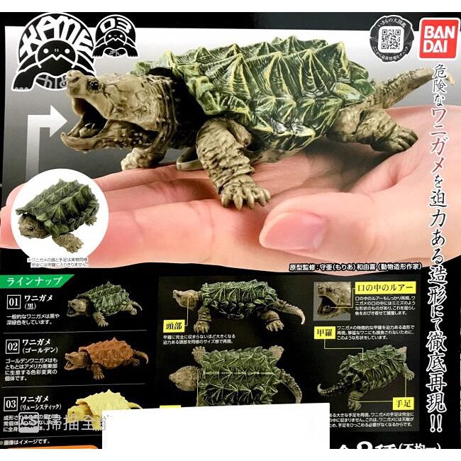 【日玩獵人】BANDAI (轉蛋)烏龜環保扭蛋P3-鱷龜篇 全3種 整套販售