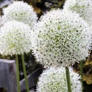 水仙球根 優惠推薦 22年3月 蝦皮購物台灣