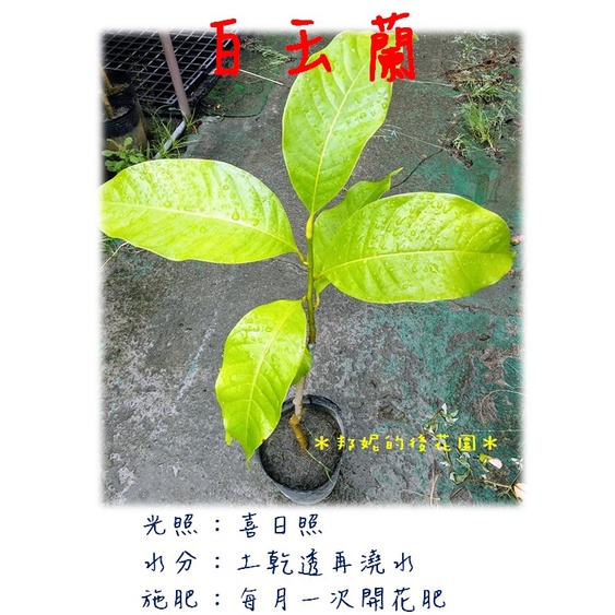 ✽ 邦妮的後花園 ✽ 玉蘭花  白玉蘭  金玉蘭（4.5吋大袋苗） 嫁接苗 / 靠接苗