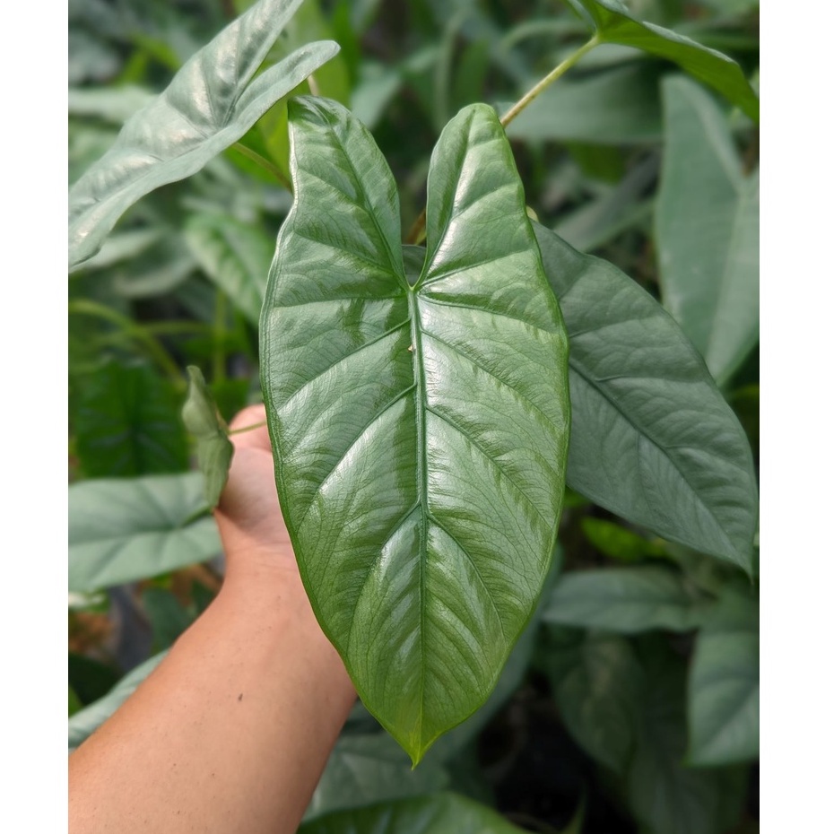 開心農元-觀葉植物- 珂拉松觀音蓮 Alocasia heterophylla 'Corazon'