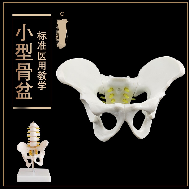 “模型現貨”小型五節腰椎帶盆骨 附椎間盤神經模型 人體骨骼模型 骨架 模型.K8
