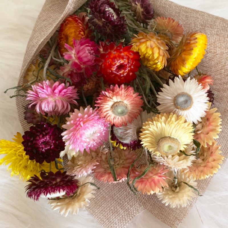 花開四月乾燥花材繽紛多色麥桿菊 蝦皮購物