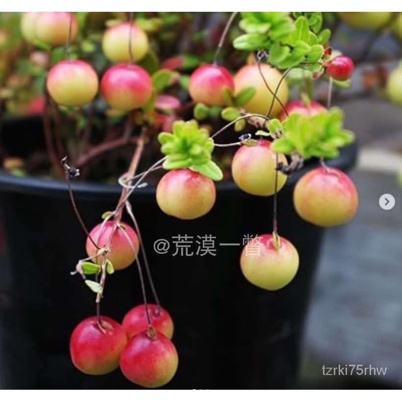 蔓越莓種子的價格推薦 23年2月 比價比個夠biggo