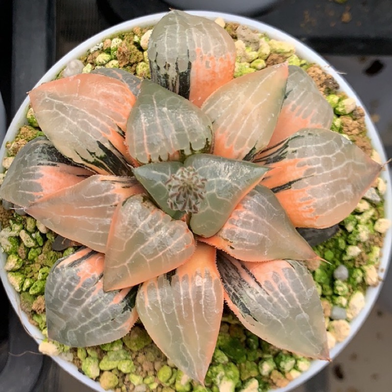 多肉植物 ハオルチア 向山錦 短葉タイプ Haworthia 職人專販店