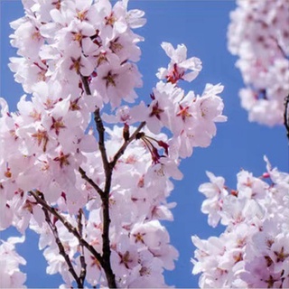 臺灣現貨現發 微型櫻花 日本櫻花 四季開花 室內易活 盆栽花草辦公室內植物首選 新手陽臺庭院可