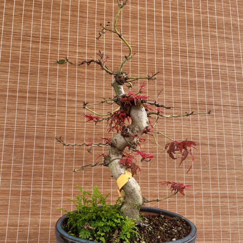 紅千鳥 初猩々 原木 蝦皮購物