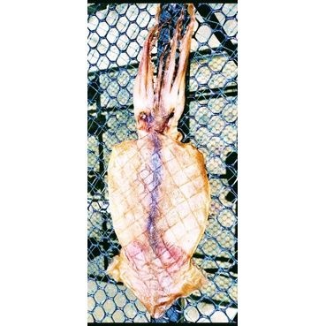 巨大阿根廷魷魚乾（10尾送一尾 145-180克／1尾）乾魷魚 魷魚絲 阿根廷魷魚 魷魚絲 魷魚乾