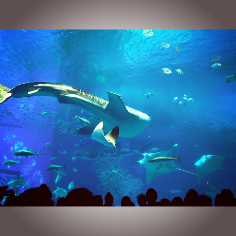 沖繩 美麗海水族館一日門票 大人