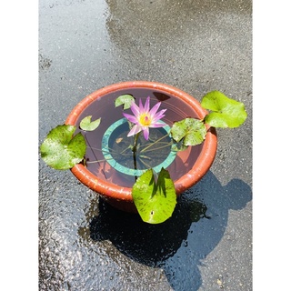臺灣製造♻️環保花盆_種蓮花套裝組合、1尺1深盆+碗蓮盆專用土睡蓮土荷塘泥+有機肥、陽明山土、田土、好花土、水生植物