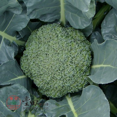 青花菜種子 優惠推薦 21年6月 蝦皮購物台灣