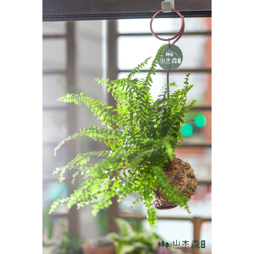 室內植物 波士頓腎蕨 垂掛植物 懸吊苔球 苔球 觀葉植物 療癒植栽 耐陰植物 居家擺設 送禮小物