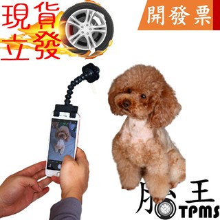 寵物自拍神器 貓狗看鏡頭