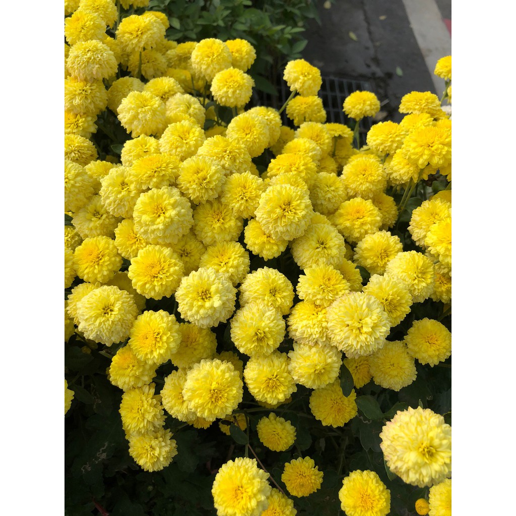 花花世界 季節花卉 杭菊 不挑花色 花季9 12月 貢菊 懷菊花 菊花 5 6吋盆 高 30cm Ma 蝦皮購物