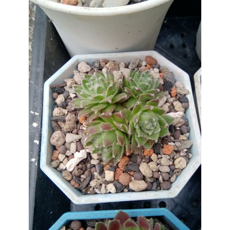 多肉植物苔癬玫瑰卷絹3 5吋穩根 蝦皮購物