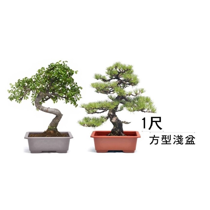 ◎超級批發◎路得 1呎-000688 方型淺盆 方形花器 塑膠盆 盆栽 花園 園藝造景 風水景觀 菜圃 4.5L