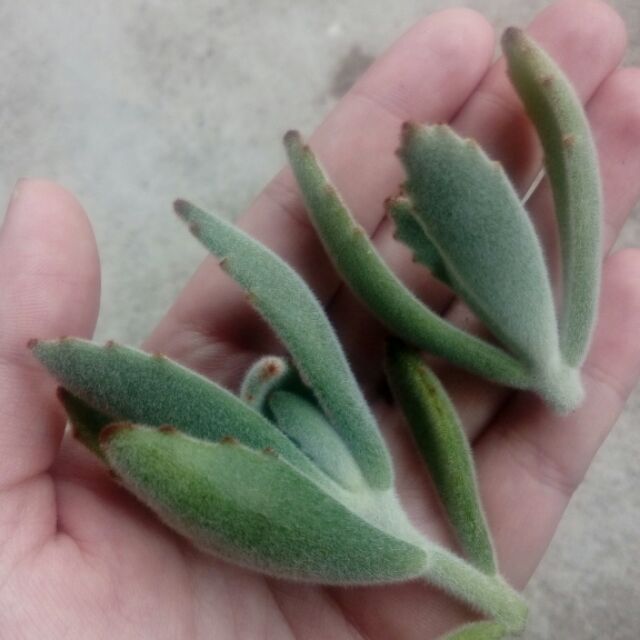 多肉植物兔珊瑚大戟不死鳥赤鬼城銀劍銀杏砍頭練功用 蝦皮購物