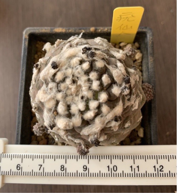 🌵這裡有掌🌵Copiapoa Hypogaea疣仙人 蜥蜴皮 實根 仙人掌 多肉