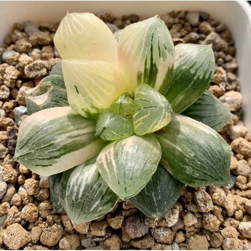 沐草植物園多肉植物百合科赤焰錦 蝦皮購物