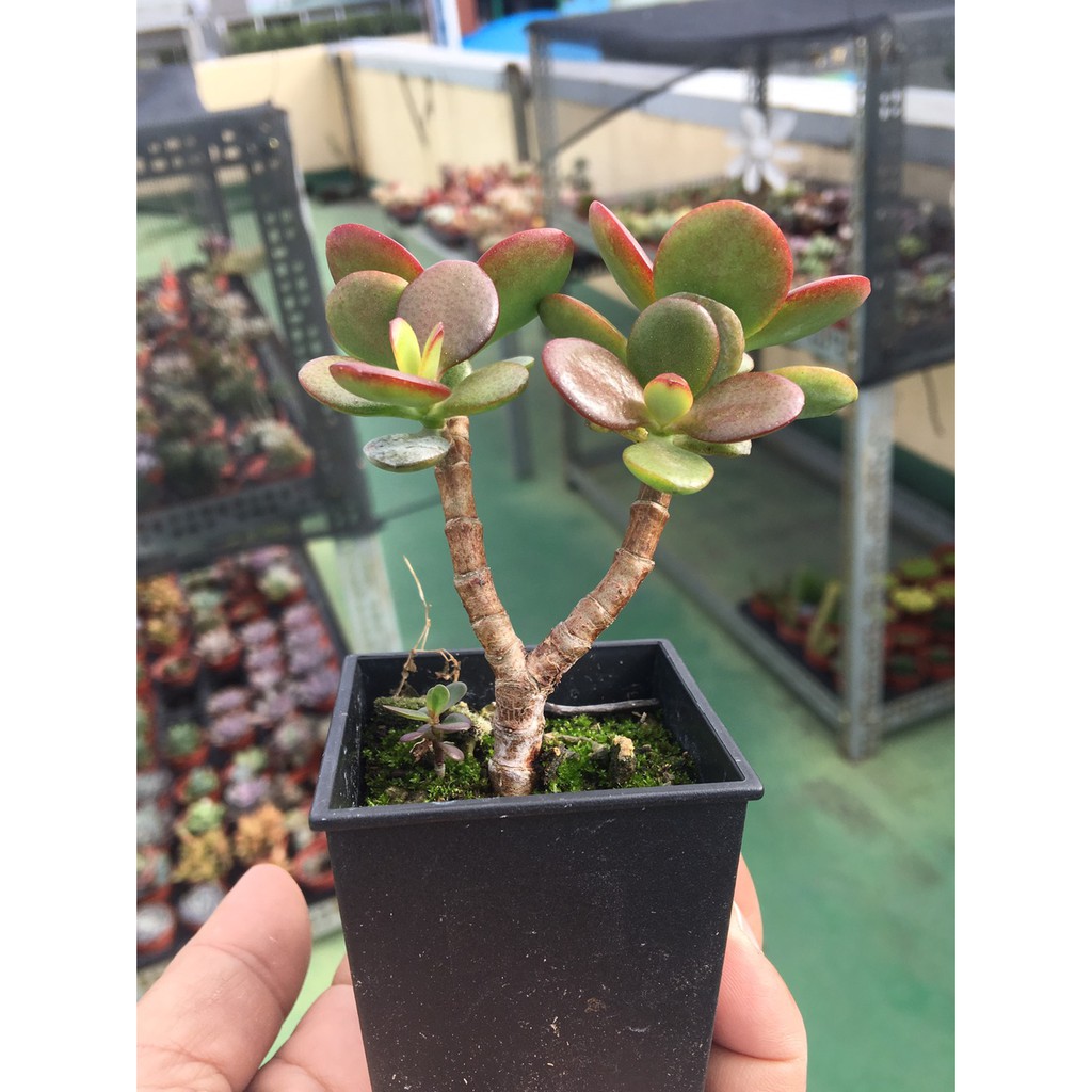 519uncle 多肉植物 花月小老欉 多肉盆栽送禮裝飾花器花盆組盆療癒植物 蝦皮購物