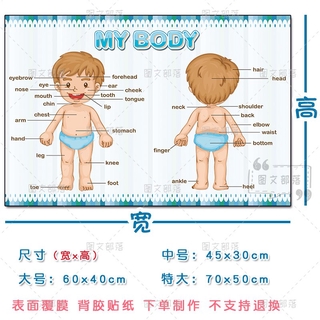 新品预售 幼兒園區角布置兒童身體秘密部位認識五官貼紙中英文人體器官墻貼 蝦皮購物