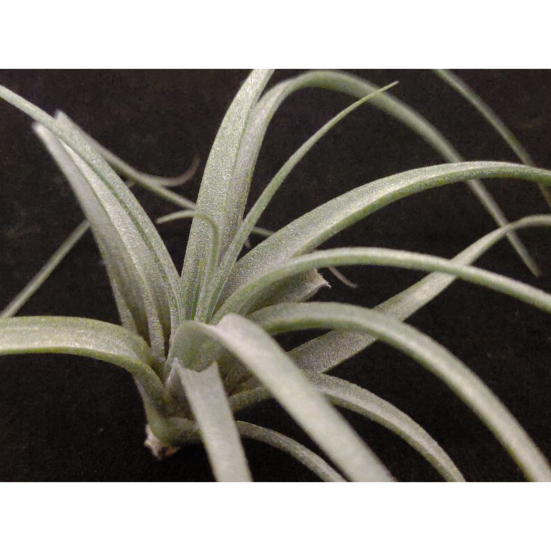 空氣鳳梨－空可樂X電捲燙 Plantaflor－Tillandsia  concolor X streptophylla