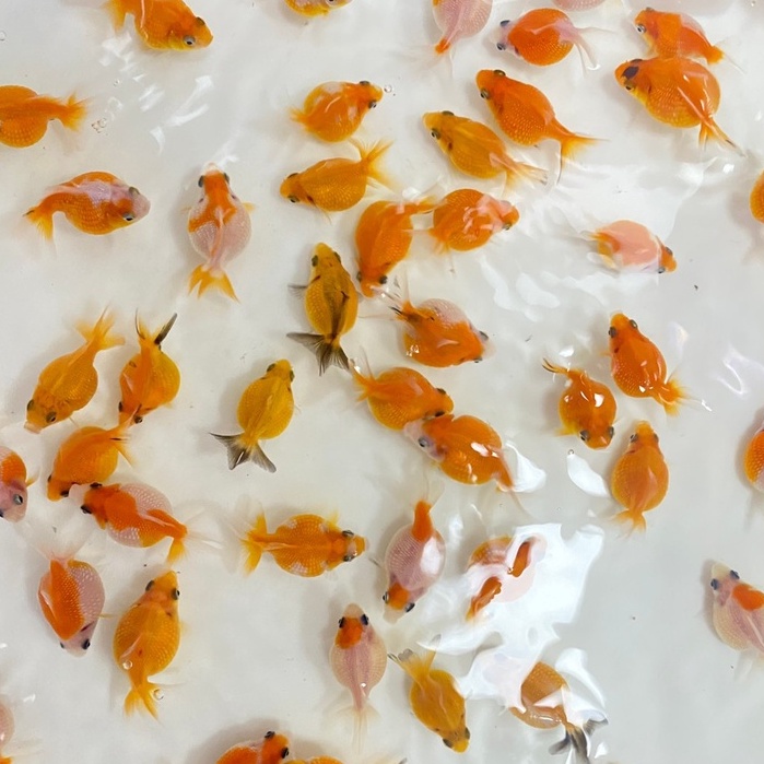 宗信水族 珠鱗 飼料 蝦皮購物