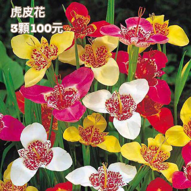 春天球根 虎皮花tigridia Pavonia 夏日輕或六折 蝦皮購物