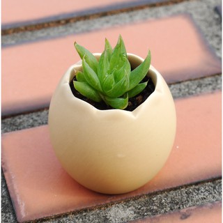 聖新陶芸new Eggling植物栽培蛋 兩款 蝦皮購物