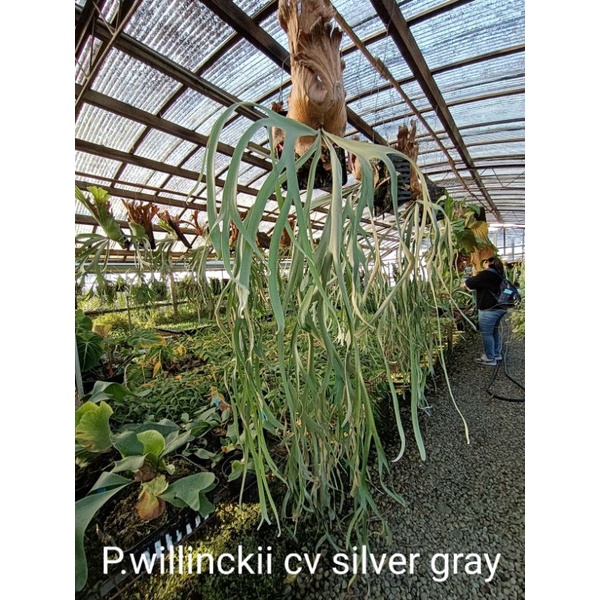 迷鹿森林 爪哇鹿角蕨 側芽株P.willinckii cv silver gray