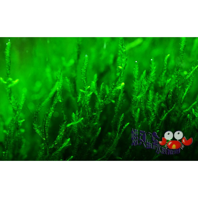 蝦兵蟹將 水草造景 聖誕莫斯 石片 前景草中景草苔蘚類陰性水草火焰莫絲默思默絲入門級初學者 蝦皮購物
