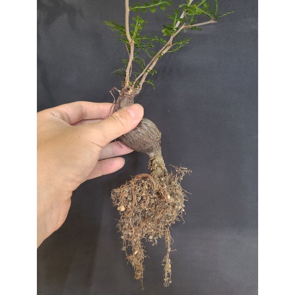 列加氏漆樹 Operculicarya decaryi 塊根部分約8~9公分 多肉 塊根 象足漆樹