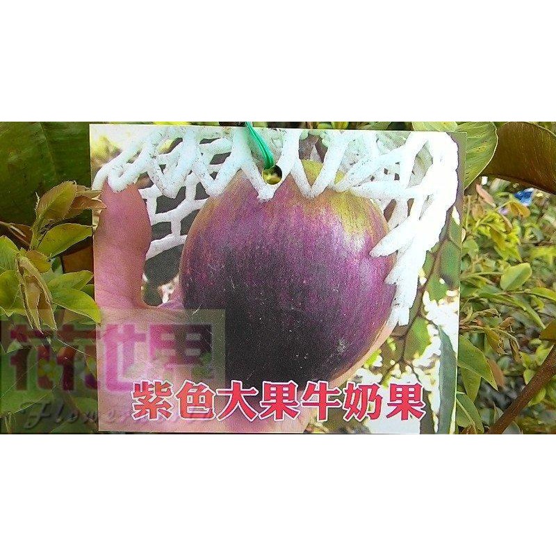 花花世界_水果苗--紫色大果牛奶果(嫁接苗)--星蘋果4.5吋盆高30-45公分