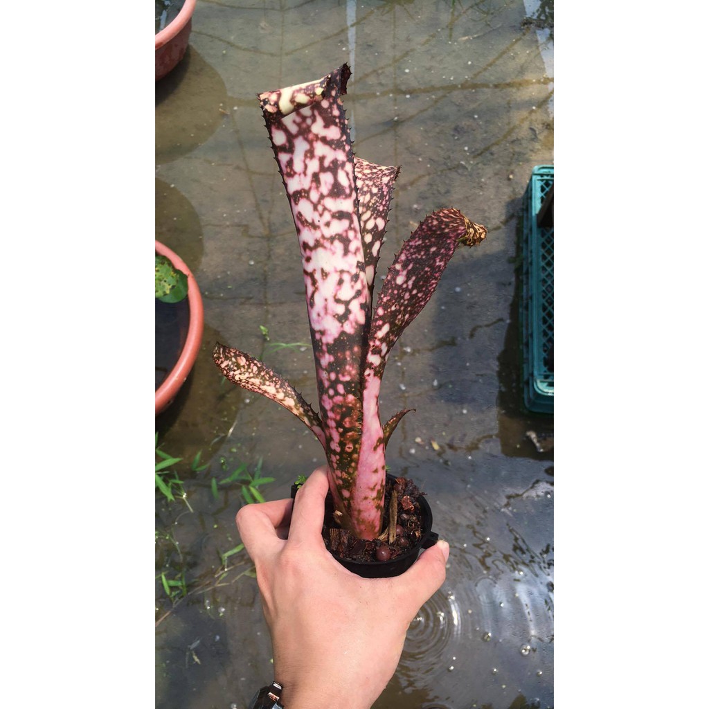 漫活雨林 Billbergia Cold Fusion 冷溶解 /水塔積水鳳梨/雨林植物/園藝/觀葉