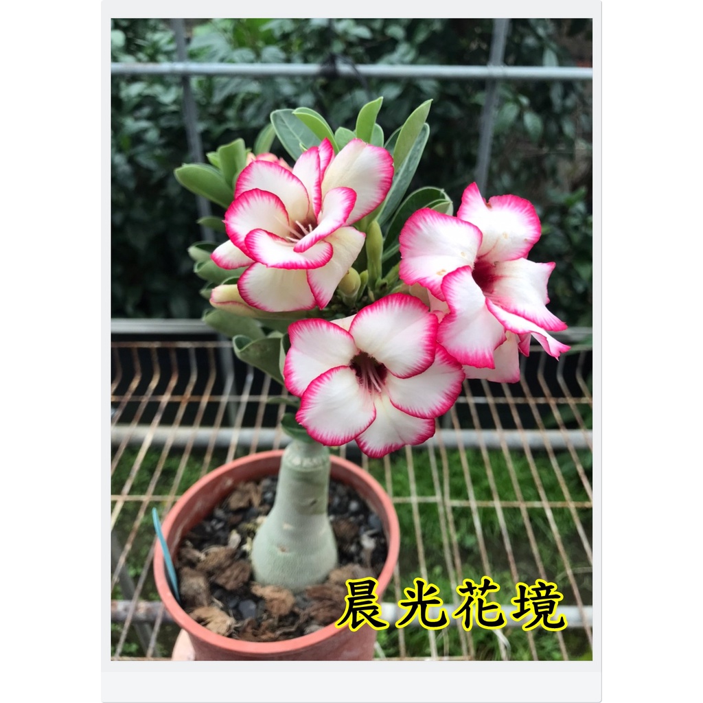 快樂小花農沙漠玫瑰晨光花境多肉植物5吋盆栽淨化空氣風水植物下單前 請先看下面的說明欄喔 謝謝你 蝦皮購物