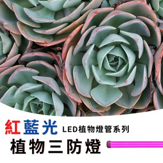 【君沛植物燈】LED植物燈 4呎50W 紅藍混光 防水植物燈(三防燈) 植物生長燈 多肉 塊根 龍舌蘭 觀葉 鹿角蕨