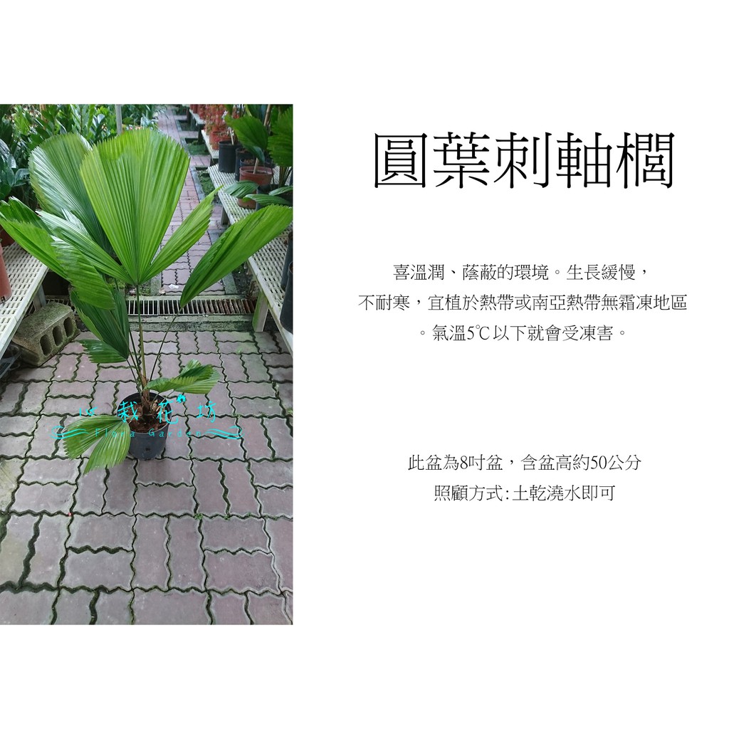 心栽花坊-圓葉刺軸櫚/8吋/觀葉植物/綠籬植物/室內植物/椰子/棕梠/售價600特價500
