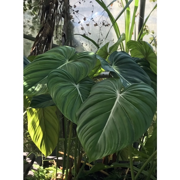 大麥克 曼綠絨 蔓綠絨 雨林植物 火鶴 philodendron McDowell