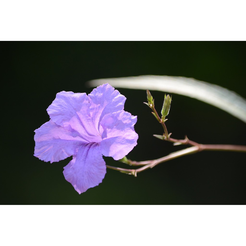 翠蘆莉又名藍花草 植悟誌5吋盆栽高約60公分以上 蝦皮購物