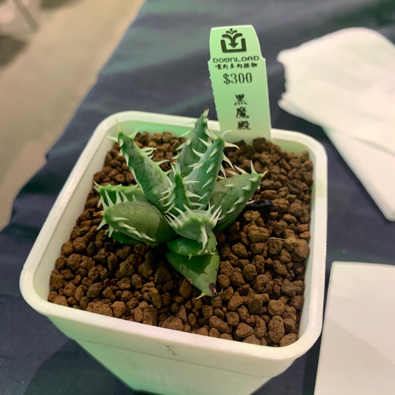 多肉植物黑魔殿噹肉 蝦皮購物