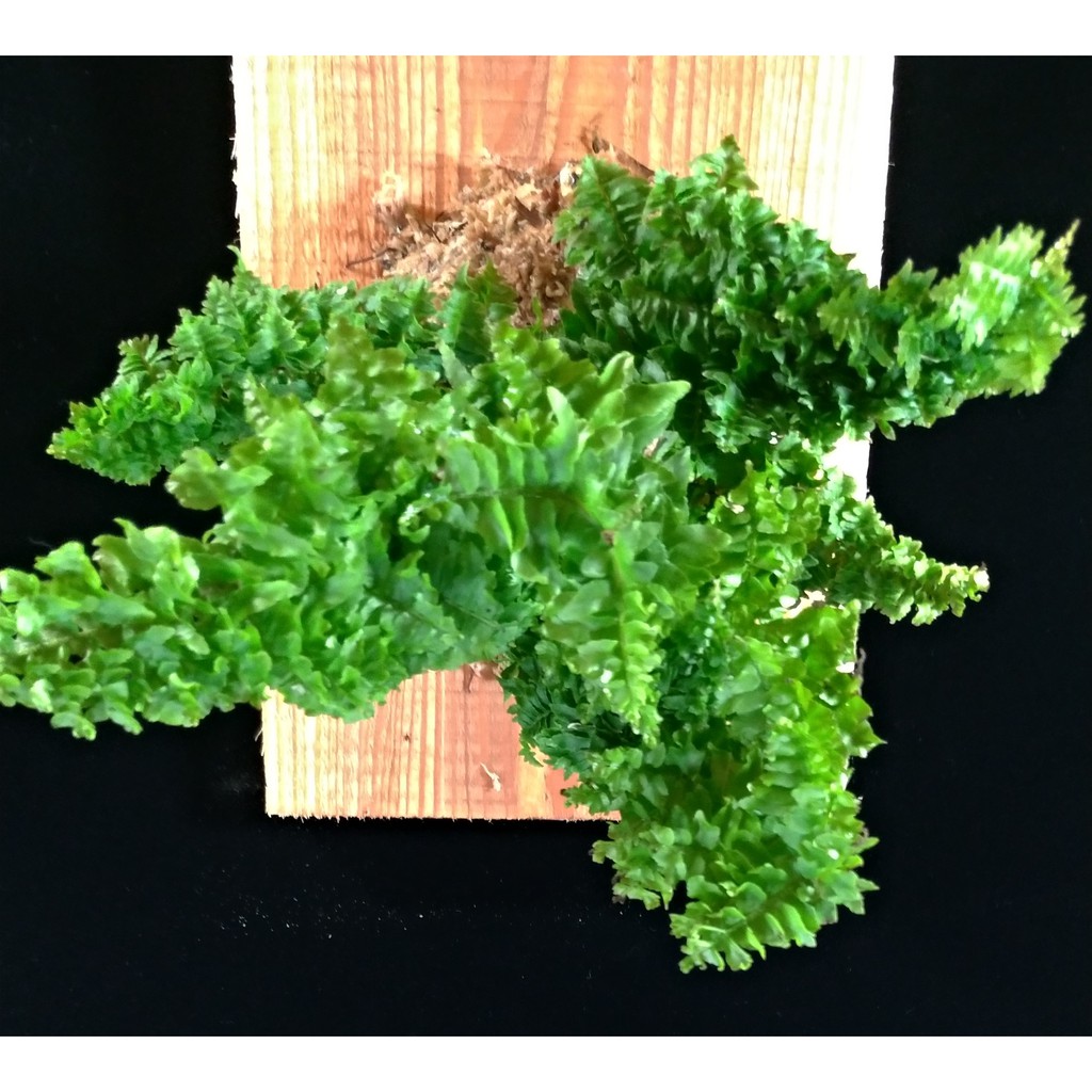 上板植物(現貨)/密葉蕾絲蕨/上板杉木板(約25*15*2公分)/療癒蕨品/家居飾品/鹿角蕨上板/🌿漂流木手工蕨品坊🌿