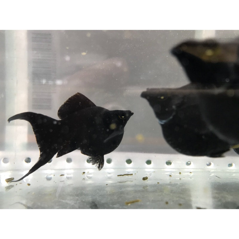 蝦霸 黑球琴尾黑琴尾黑茉莉魚球魚擋煞風水魚風水缸 蝦皮購物