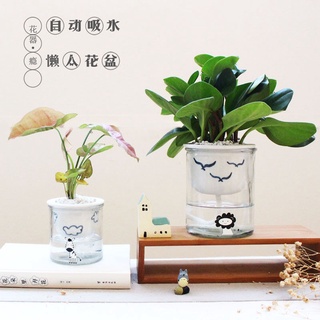 娟娟白優品免澆水花盆 水耕盆 免澆水盆栽 水耕盆栽 水耕花器 自動澆水花盆 多肉植物花盆套裝自動吸水花盆懶人花盆陶瓷配玻