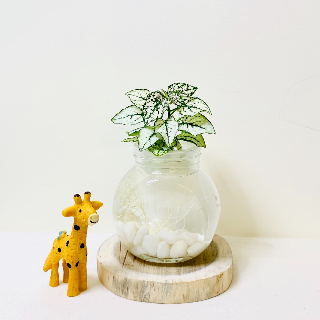 水耕植物盆栽的價格推薦第3 頁 21年8月 比價比個夠biggo