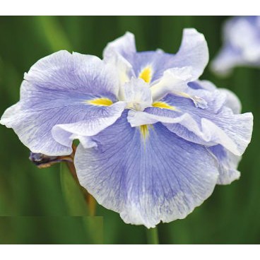 花菖蒲現貨球莖 球根2入 蝦皮購物