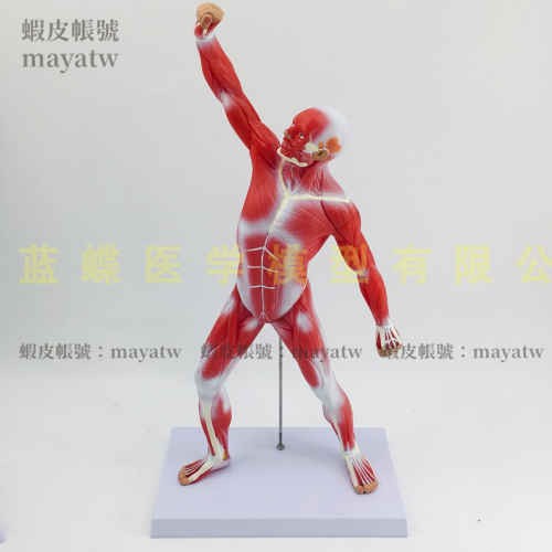 (MD-B_1091)人體全身肌肉解剖模型淺層肌肉解剖 肌肉人體模型 50CM肌肉人模型
