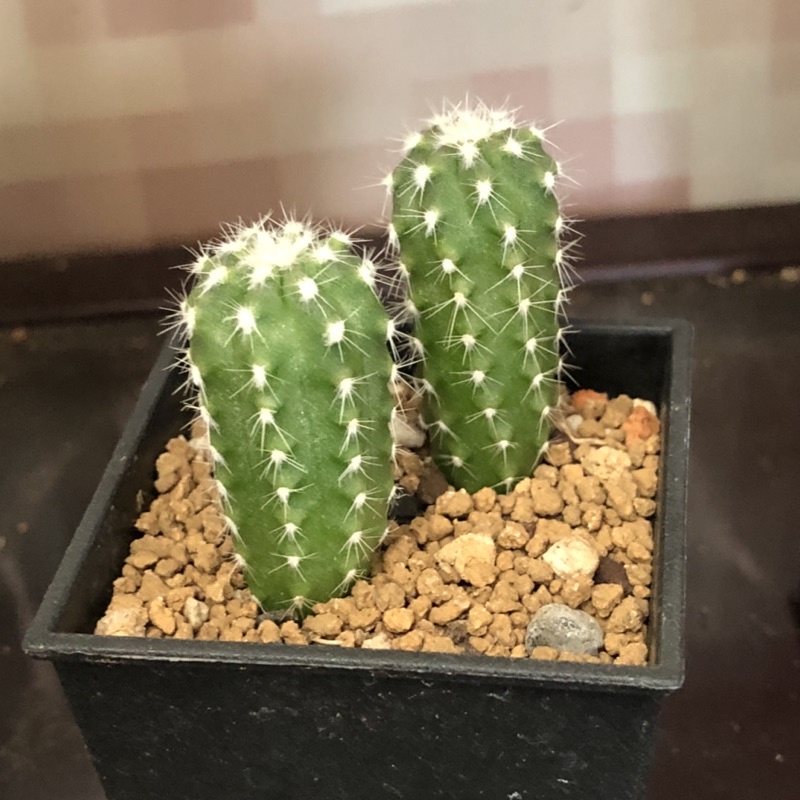 3 子吹王冠短毛丸熊多肉植物7 4 蝦皮購物